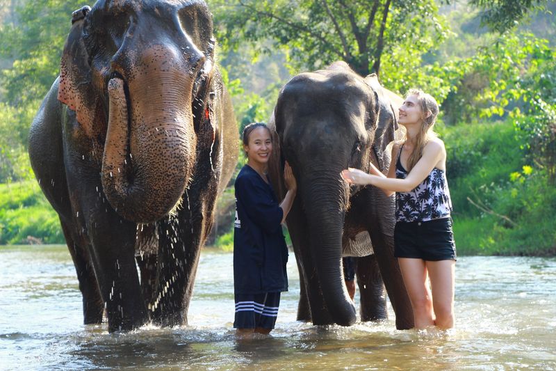 Santuario de elefantes, Chiang Mai